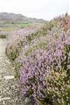 Heather or Ling, Eigg