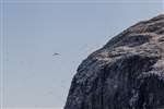 Bass Rock gannet colony