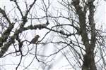 Hawfinch, Scone 