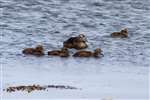  Eider duck with ducklings, Hougharry, North Uist