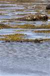  Eider duck with ducklings, Hougharry, North Uist