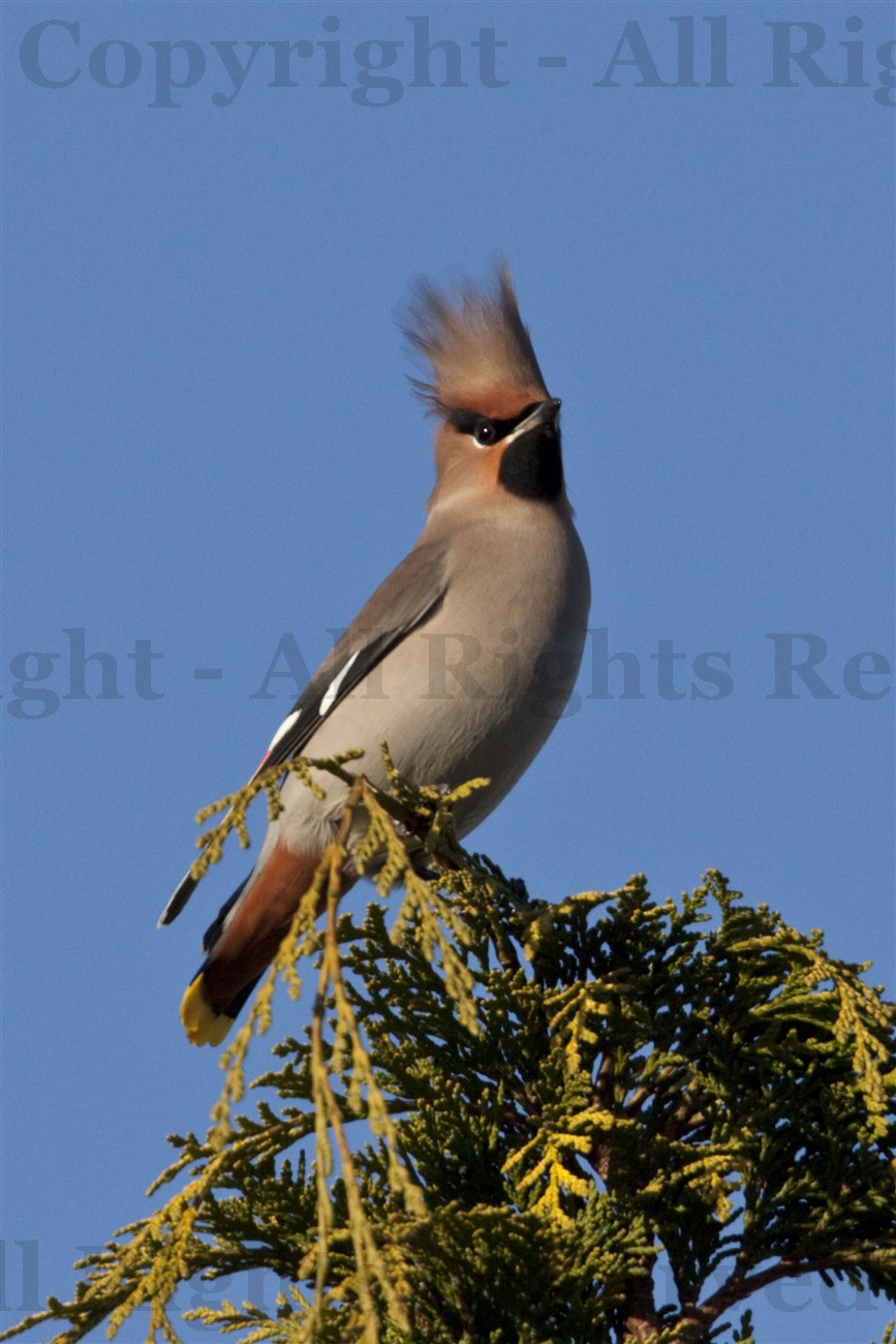 Waxwing in conifer, Glasgow