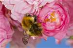 Common Carder bumblebee 