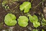 Marsh Marigold leaves, RSPB Loch Lomond