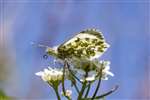 Female Orange tip butterfly, Bo'ness