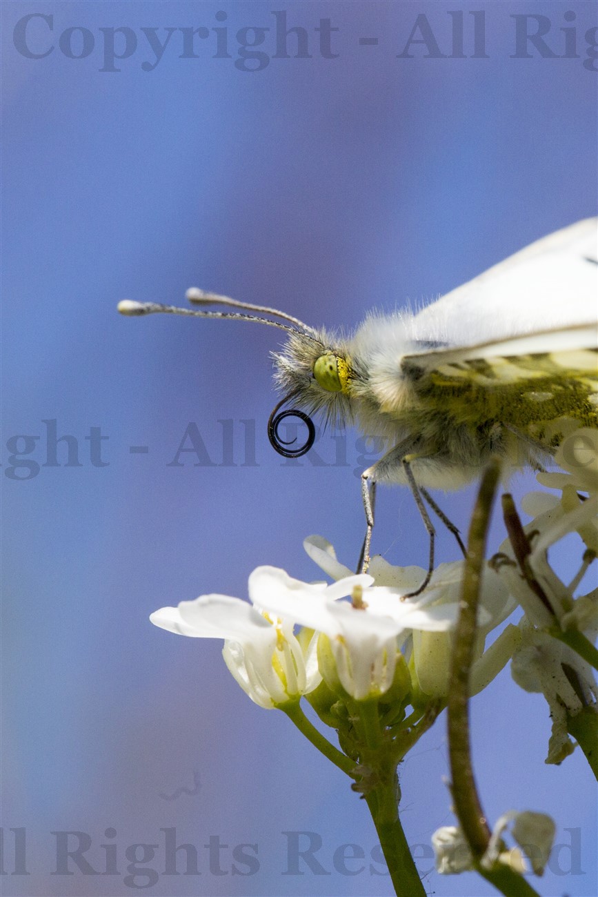 Female Orange tip butterfly, Bo'ness