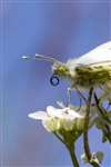 Female Orange tip butterfly, Bo'ness