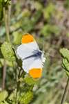 Male Orange tip butterfly, Bo'ness