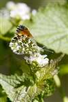 Male Orange tip butterfly, Bo'ness