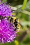 Great Yellow Bumblebee on Common knapweed, Balranald