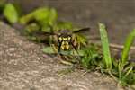 Common Wasp in grass, Broomhill, Glasgow