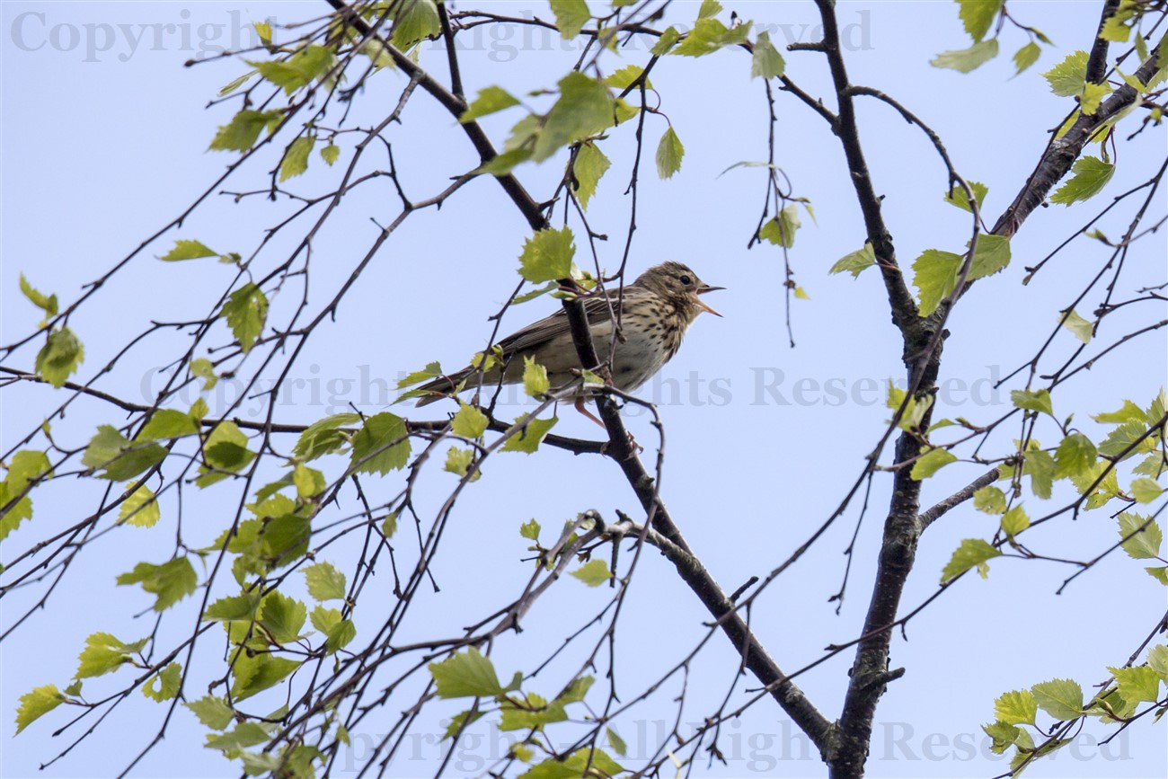 Tree pipit singing, perched in a forest near Inveraray, Argyllshire