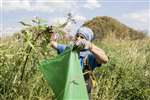 Removing Himalayan Balsam seed heads into a bag, RSPB Loch Lomond