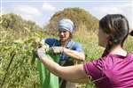 Removing Himalayan Balsam seed heads into a bag, RSPB Loch Lomond