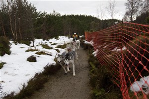 Competitor 271 - Sunday 23 January 2011 Arden Grange and Siberian Husky Club of Great Britain Aviemore Sled Dog Rally