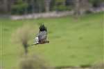Male Marsh Harrier in flight, Leighton Moss