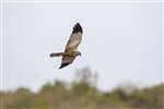 Male Marsh Harrier in flight, Leighton Moss
