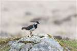 Adult Lapwing near Balemartine, Tiree. 