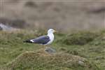 Lesser Black Backed Gull, Balemartine, Tiree.