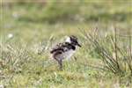 Lapwing chick, Balemartine, Tiree