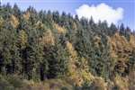 Autumn colour in Dalby Forest, , North Yorkshire