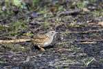 Dunnock, Garnock Floods