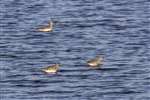 Redshank, Kinneil