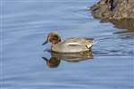 Teal, Kinneil