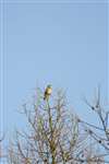 Song thrush singing on Larch tree, Dunkeld