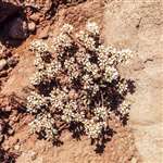 Scurvy grass, Carskey, Mull of Kintyre