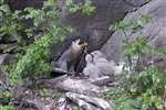 Peregrine Falcon feeding young