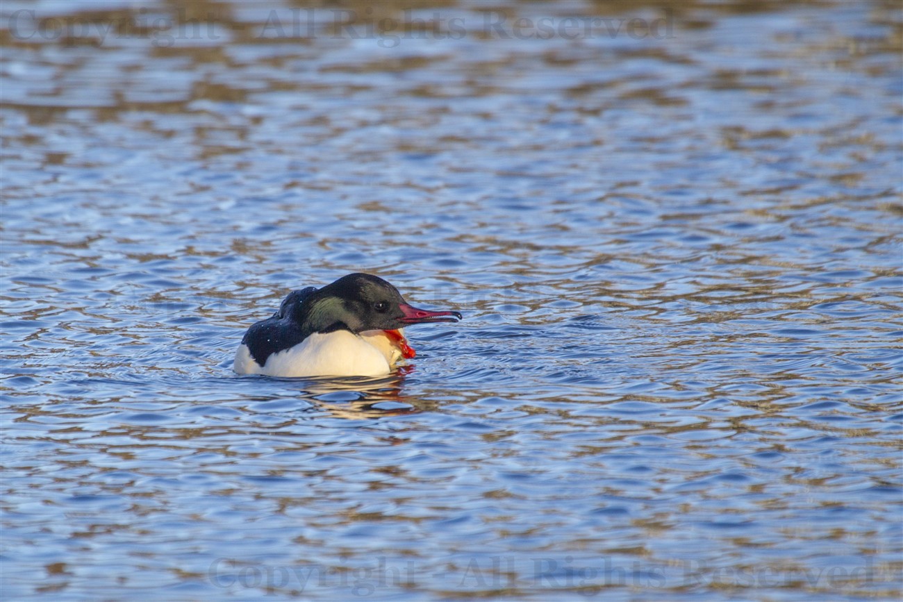 Male Goosander on Forth and Clyde Canal, Glasgow