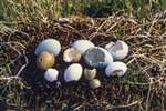 Sucked eggs, Lake of Menteith