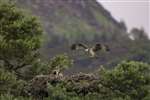 Osprey, Loch of Lowes 
