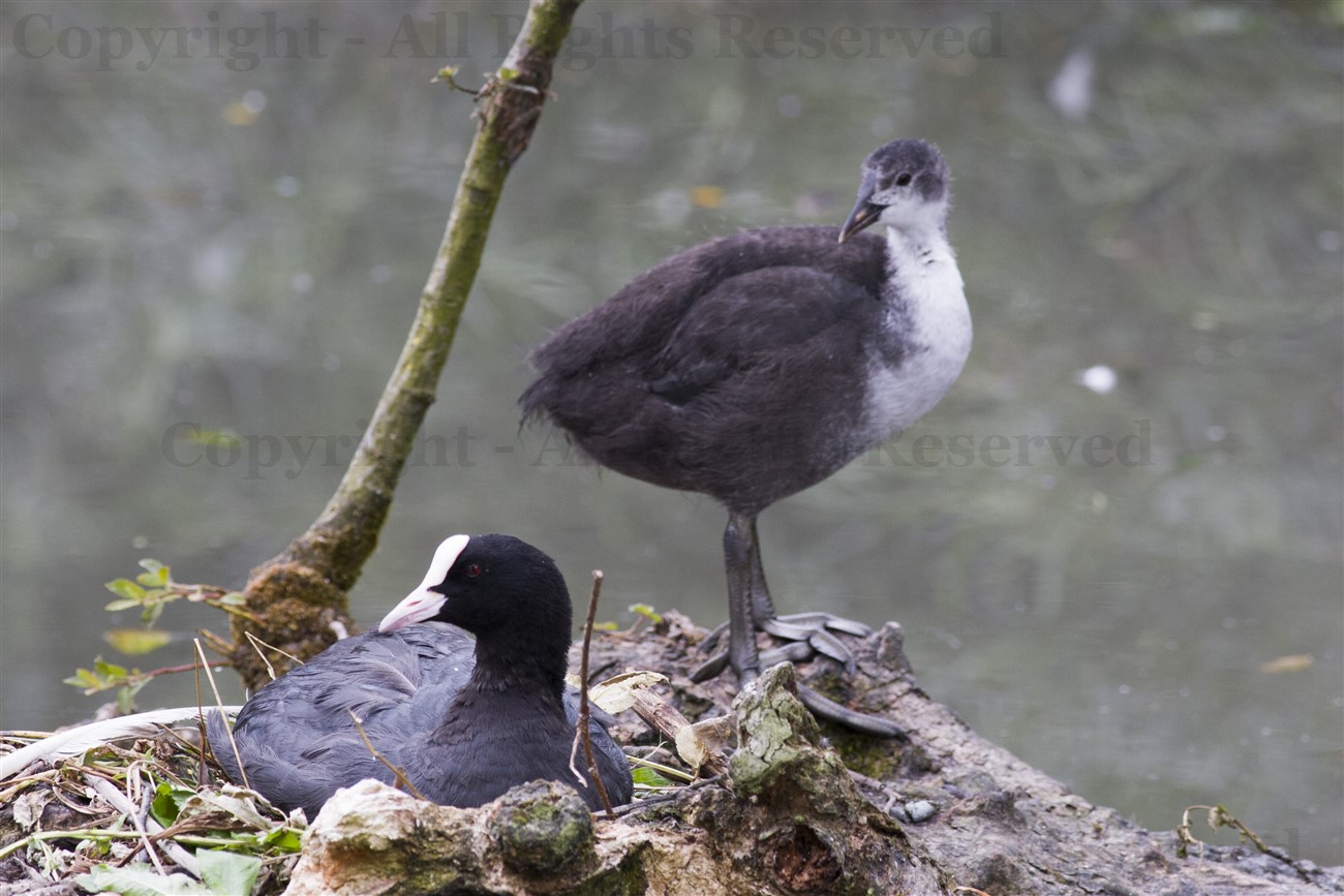 Coot with chick, Bingham's Pond