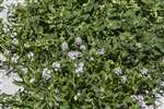 Sea rocket, Stronsay, Orkney