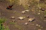 Partridges and Red kites at Argaty 