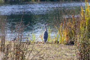 Grey heron, London
