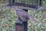 Female Pheasant, Washington