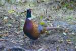 Male Pheasant, Washington