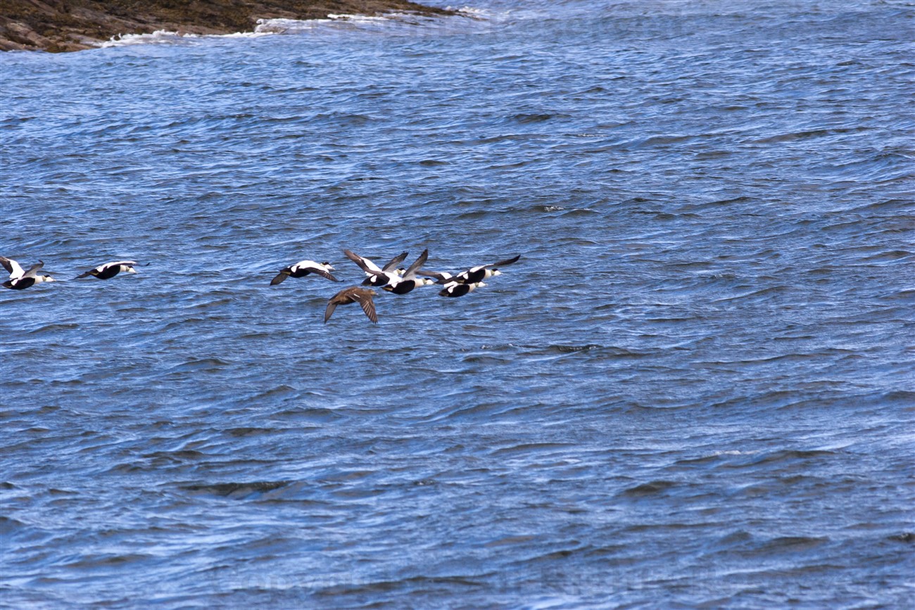 Eider Ducks, Great Cumbrae