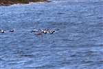 Eider Ducks, Great Cumbrae