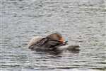 Greylag, Hogganfield