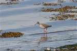 Redshank, Great Cumbrae