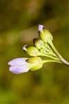 Cuckoo flower or Lady's Smock with Orange Tip egg, Uplawmoor