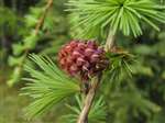 European Larch flower and needles, Kirkton Glen, Balquhidder