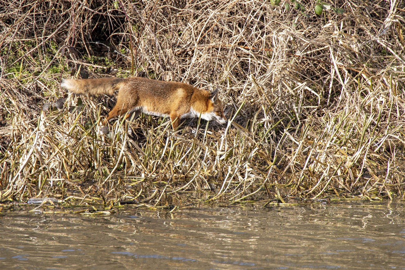 Red Fox, Forth and Clyde Canal, Maryhill