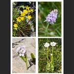 4 greetings cards - Flowers - Portrait Flowers 