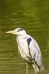 Grey Heron, RSPB Baron's Haugh