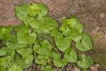 Garlic Mustard, Kelvin Walkway, Glasgow